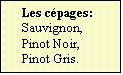 Zone de Texte: Les cpages:  
Sauvignon,
Pinot Noir,
Pinot Gris.

