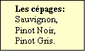 Zone de Texte: Les cpages:  
Sauvignon,
Pinot Noir,
Pinot Gris.

