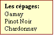 Zone de Texte: Les cpages:  
Gamay
Pinot Noir
Chardonnay

