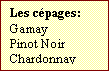 Zone de Texte: Les cpages:  
Gamay
Pinot Noir
Chardonnay

